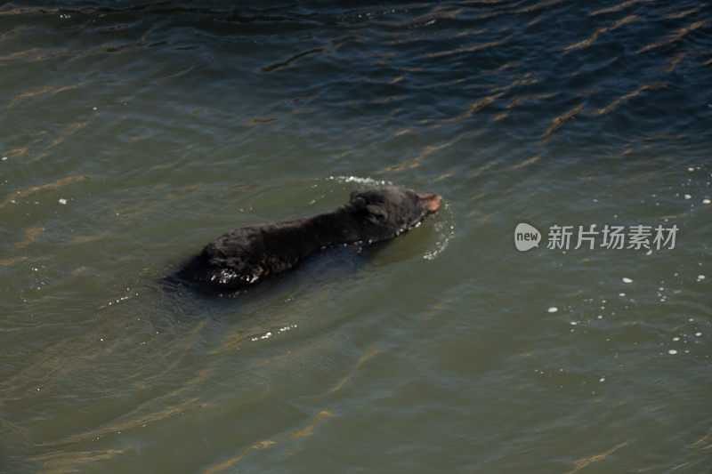 黑熊游过黄石河