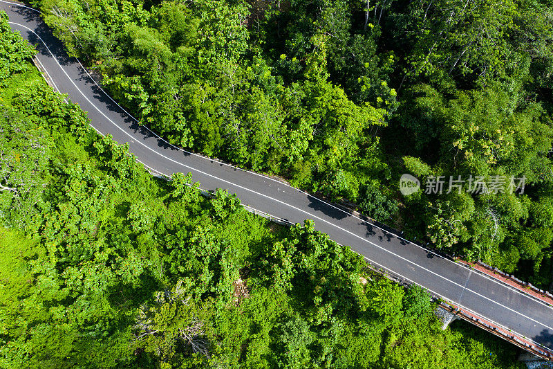 巴厘岛，热带森林里的路