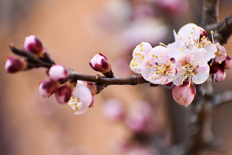 樱花樱花