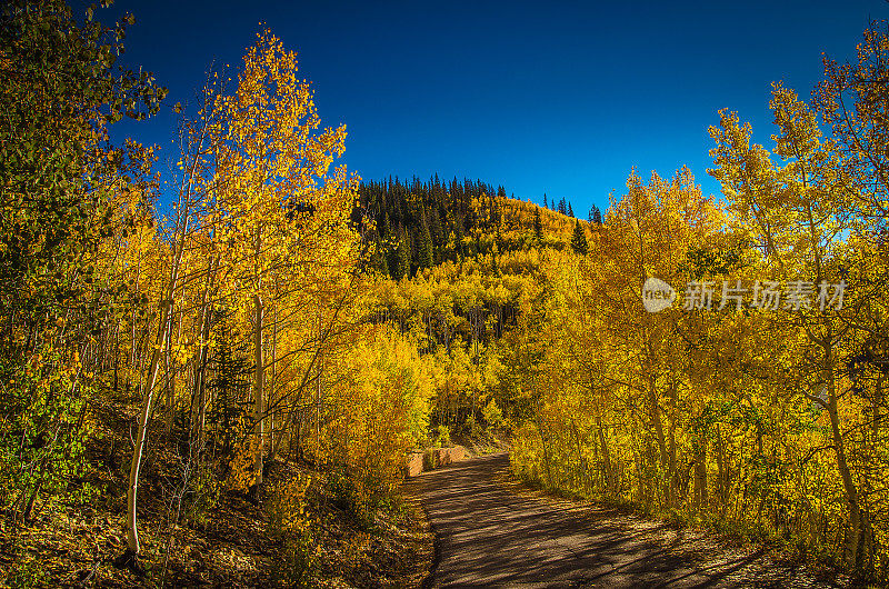 科罗拉多州的白杨树叶在秋天变化