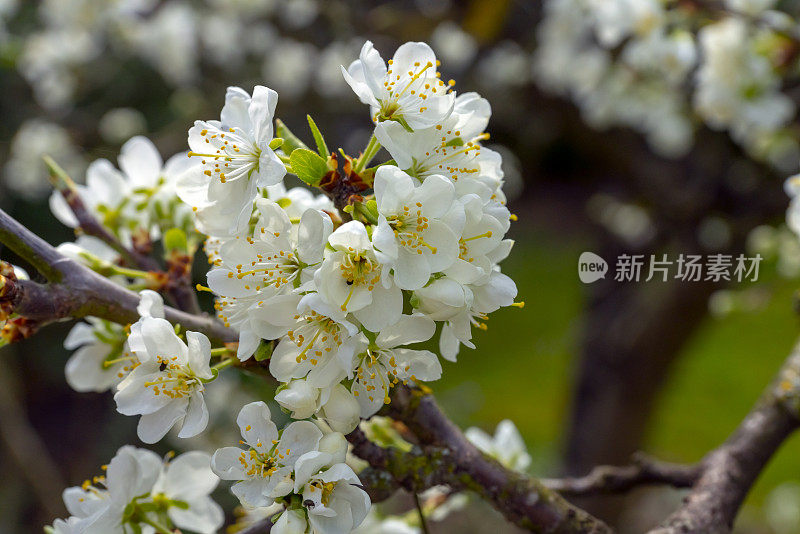 维多利亚梅花