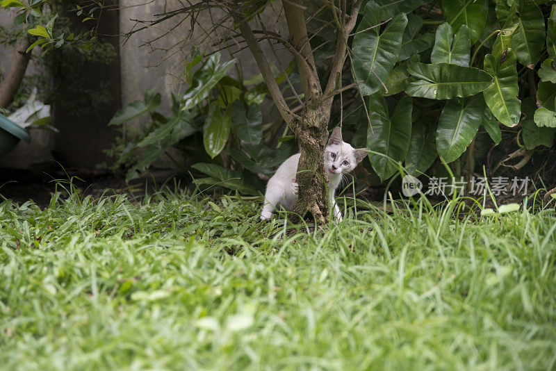 小白猫躲在花园里的树后面