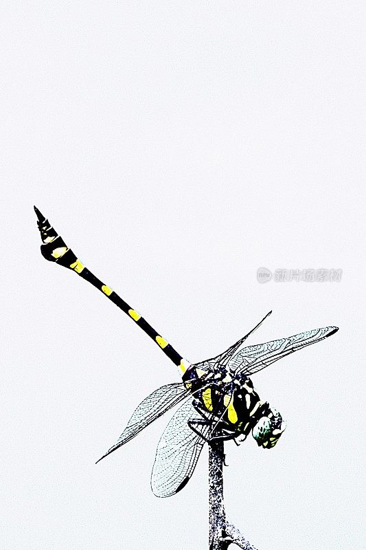 蜻蜓和透明的翅膀-白色的背景。