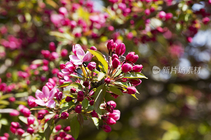 蟹苹果花