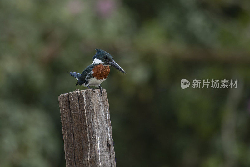 亚马逊翠鸟