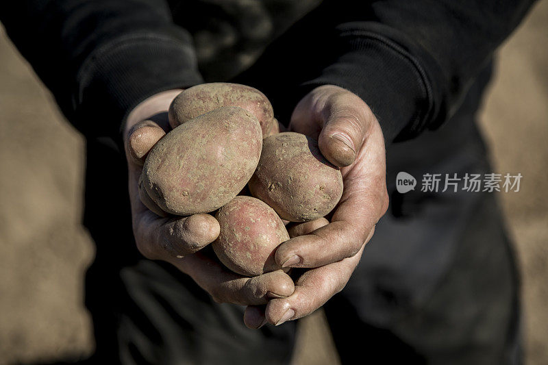 在农夫的手中播种马铃薯