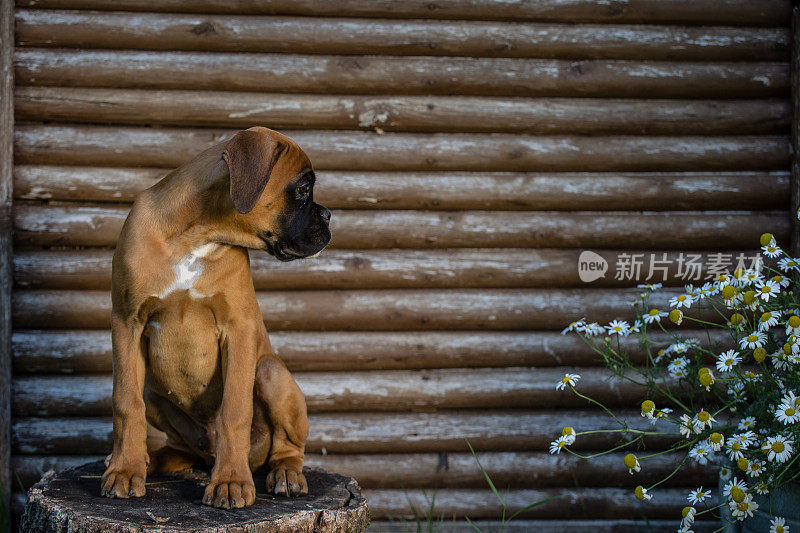 小拳师犬在木墙前闻花。