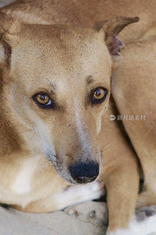 这是印度南部果阿邦帕洛伦海滩上一只金棕色的印度流浪狗的脸，小狗的眼睛往上看，这是一只害羞的野生杂种狗在看着摄像机