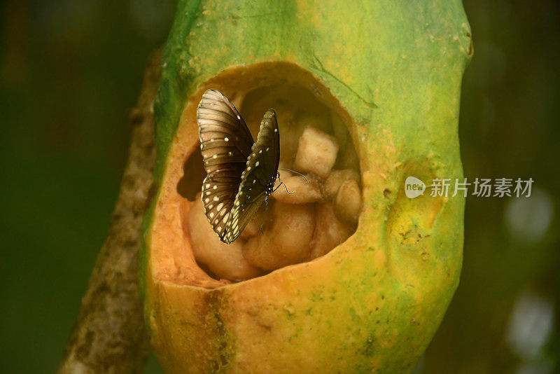 蝶心食果。