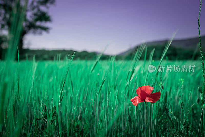 红罂粟(罂粟)花