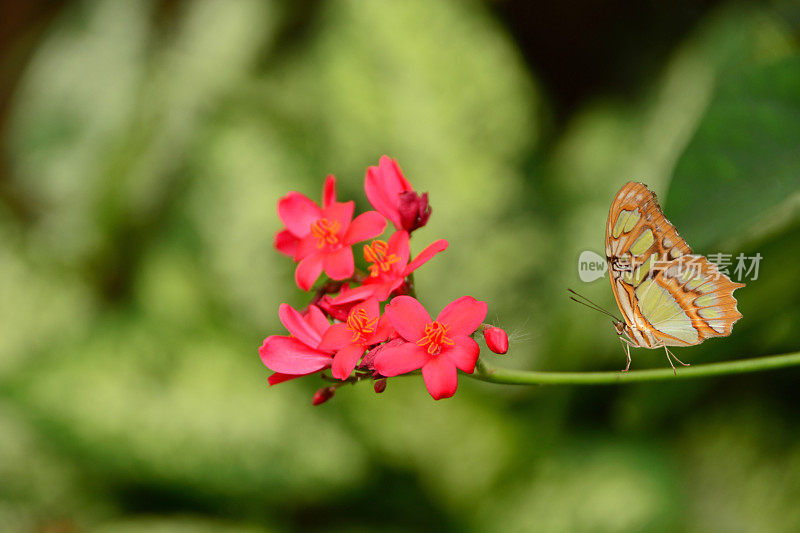 孔雀石蝴蝶站在花茎上。