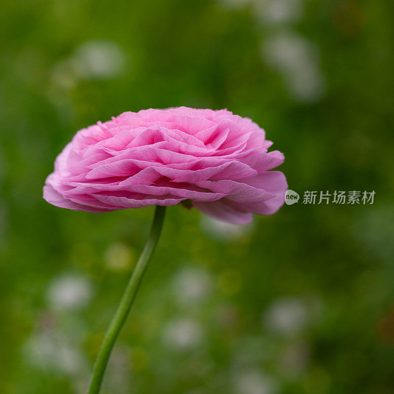 粉红色毛茛花的微距照片