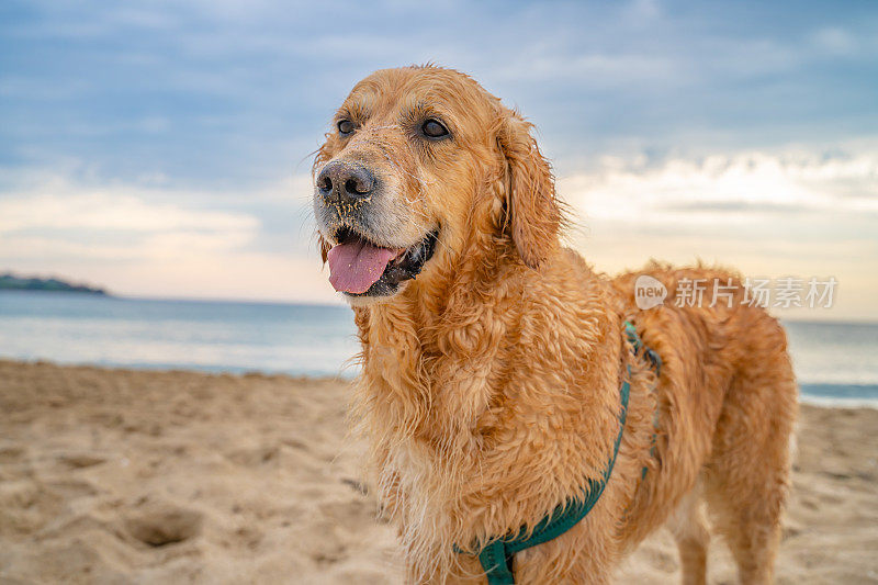 特写镜头湿漉漉的金毛猎犬站在沙滩上，在日出的夏天