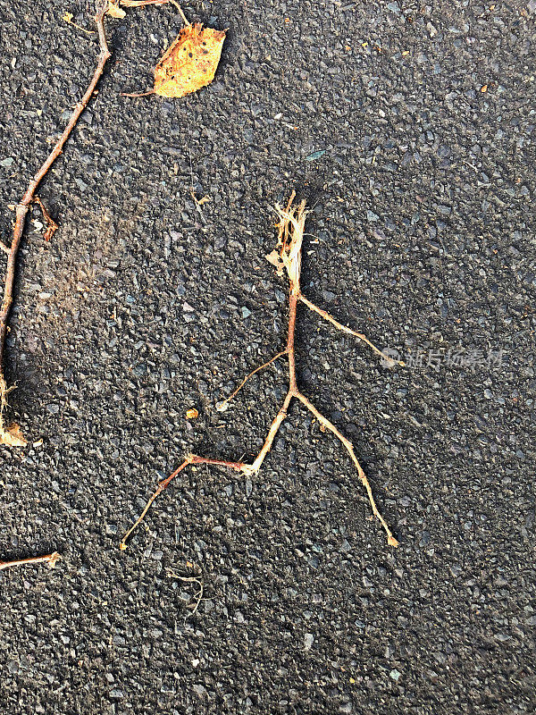 一个用掉落的树枝做成的树枝人的形象，看起来好像他正在跑过柏油马路