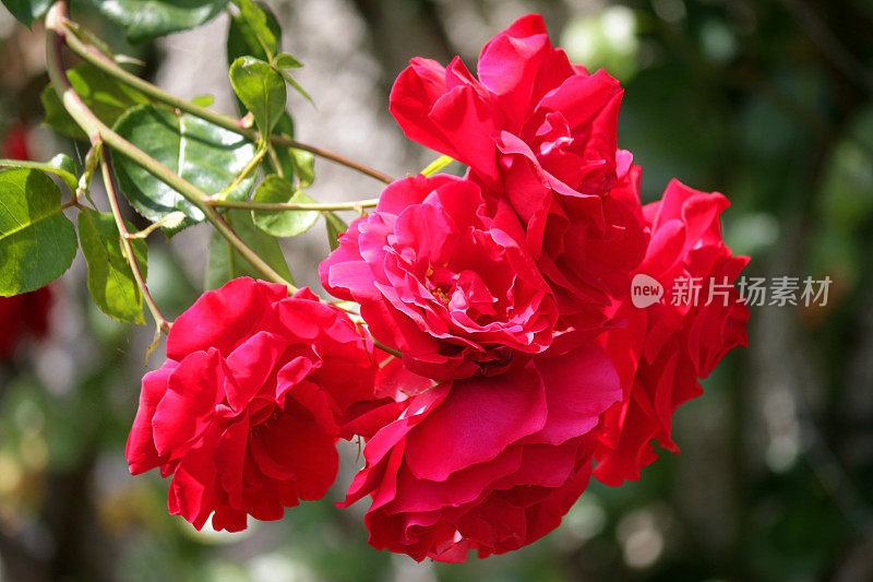 一束小的红色花花束和花蕾生长在夏季花园，红玫瑰，花瓣和模糊的绿色园艺背景，浪漫的红玫瑰为情人节浪漫的插花，玫瑰灌木灌木户外