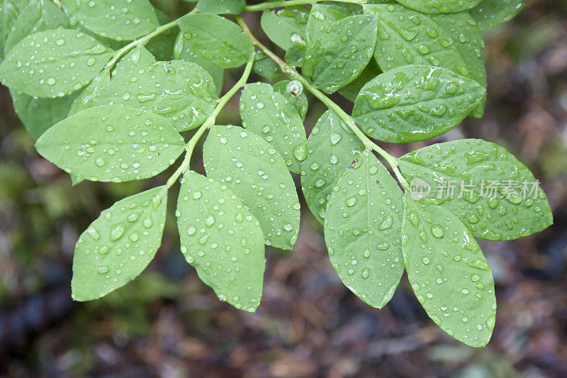 雨滴落在绿叶上