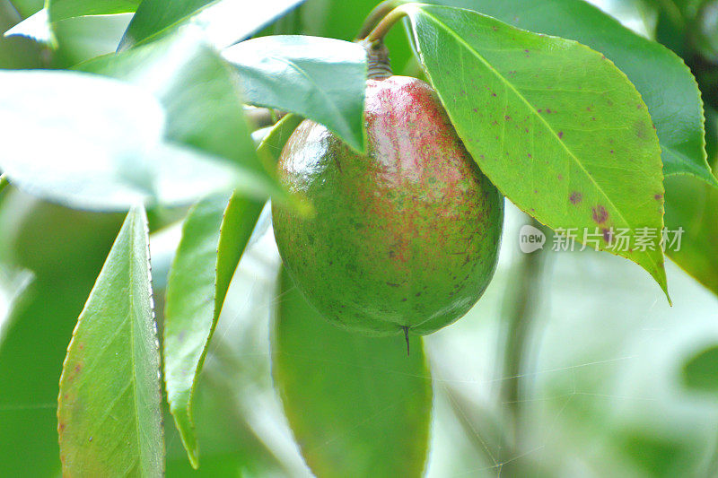 日本茶花的果实