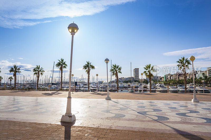 西班牙阿利坎特码头的棕榈树