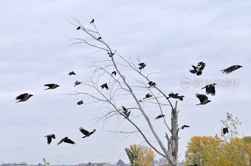 一群飞乌鸦围着一棵干树的树干。