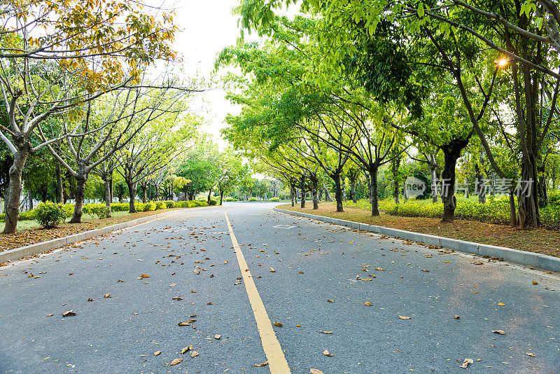 沥青公路穿过绿色森林