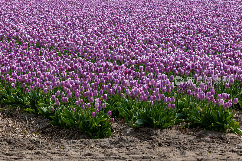 荷兰的郁金香花田。