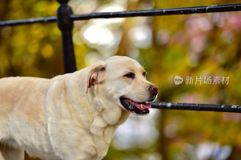 挪威的拉布拉多寻回犬