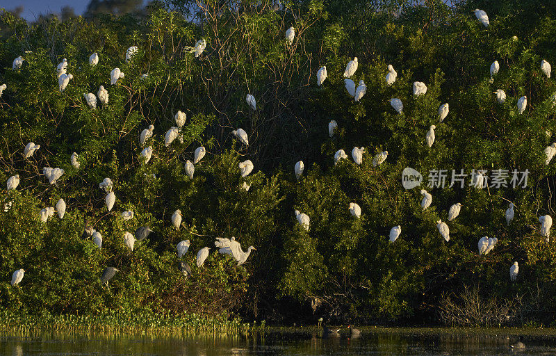 一群白鹭聚集在佛罗里达中部的奥兰多湿地公园