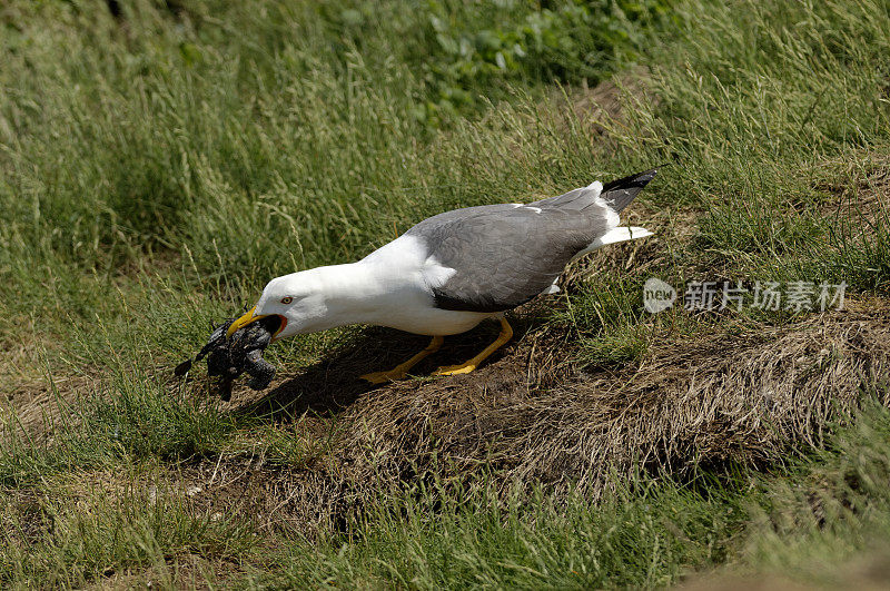 小黑背鸥(黑背鸥)