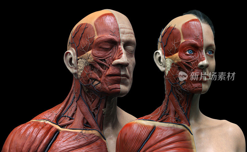 人体解剖学的一个男人和女人-肌肉结构的一个男性和女性，正面视图，侧面视图和透视，3d渲染