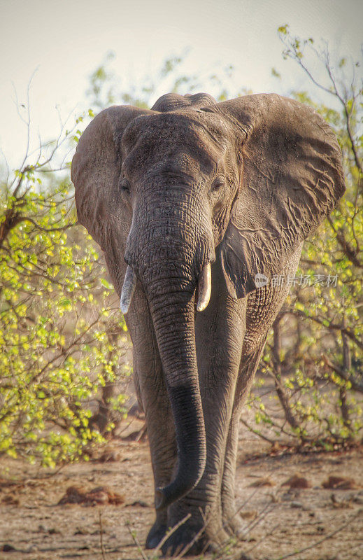 南非克鲁格国家公园，大象向照相机走去