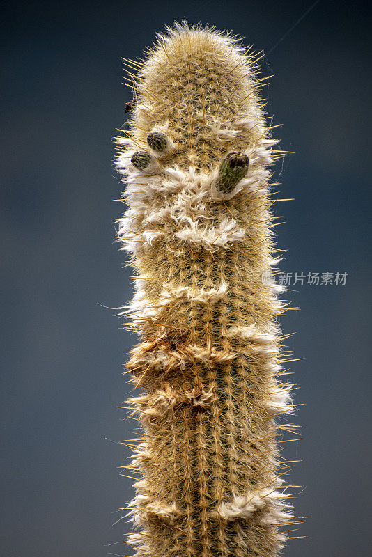 干燥花园里的仙人掌。