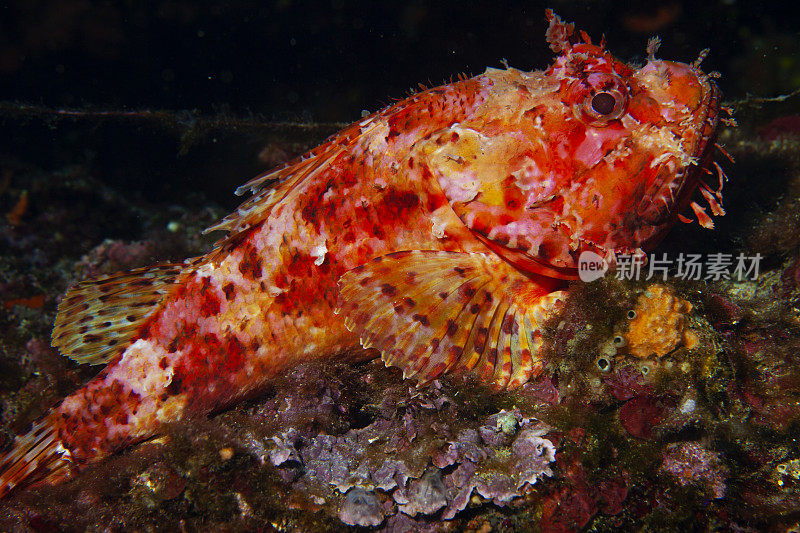水下红蝎子鱼在海洋深处的鱼海洋生物地中海的海洋蝎子水肺潜水员的观点