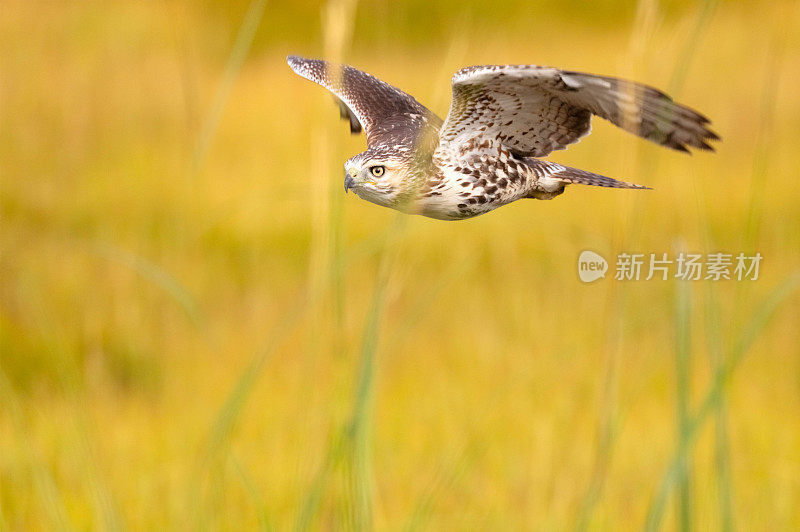 红尾鹰飞得很低，在草地上寻找猎物