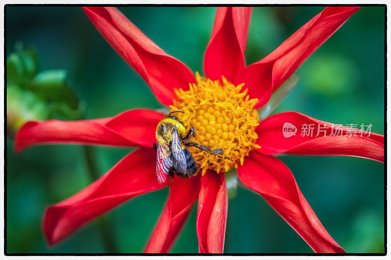 大黄蜂和大丽花三月。