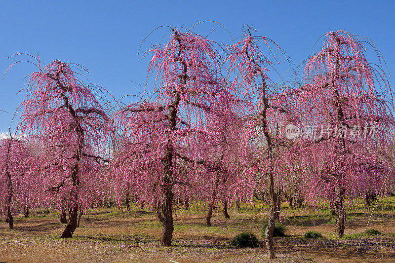 粉白垂梅花盛开在索加贝修梅花林中