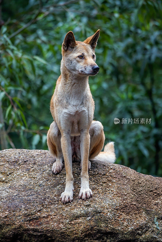 野狗(犬狼疮野狗)