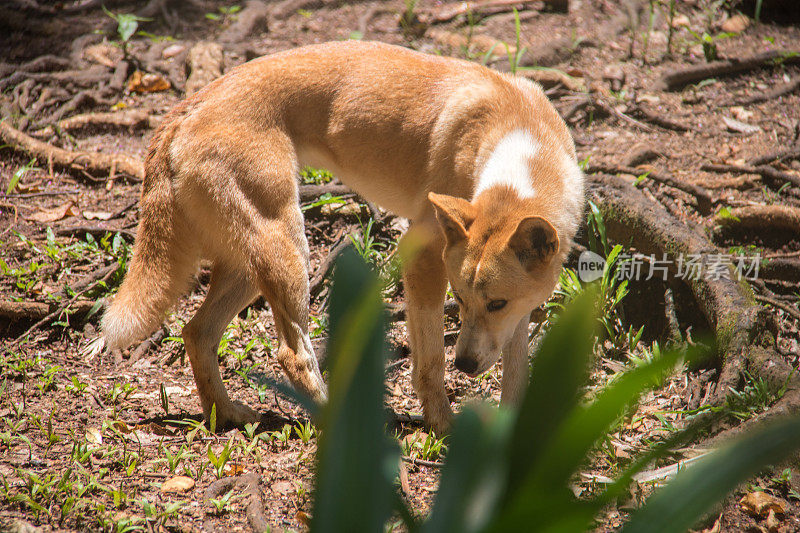 澳大利亚:Dingo