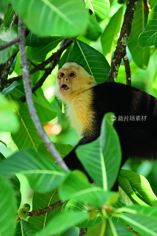 在树上的巴拿马白脸卷尾猴脸上露出吃惊的表情，嘴里叼着无花果