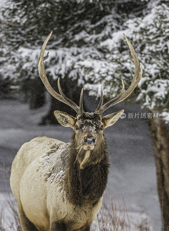 落基山麋鹿，北美麋鹿，黄石国家公园的冬天，怀俄明州。在雪地里。