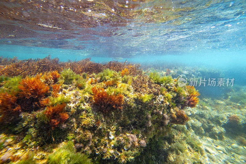 地中海水下景观珊瑚礁与鱼类