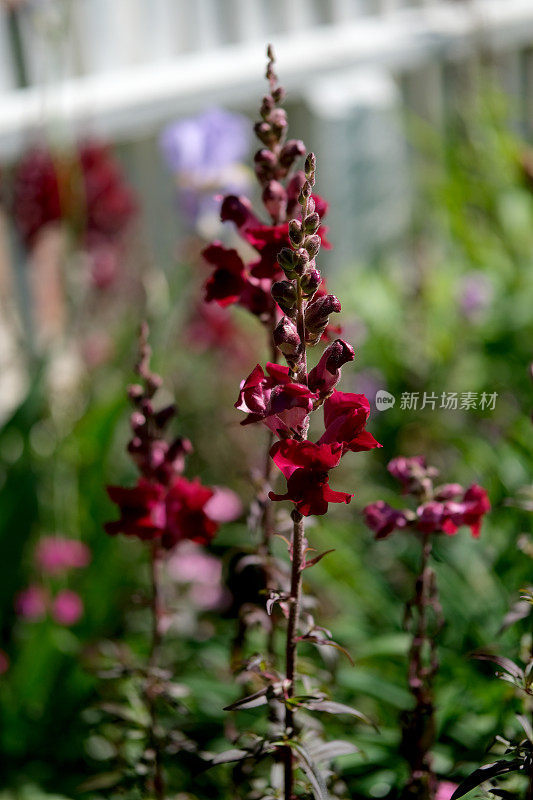 美丽的春天的花朵