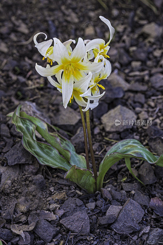 红百合是百合科的一种开花植物，俗称太平洋小鹿百合和圣赫勒拿小鹿百合。它是加州旧金山湾区北部沿海山区的地方病。马亚卡马斯山