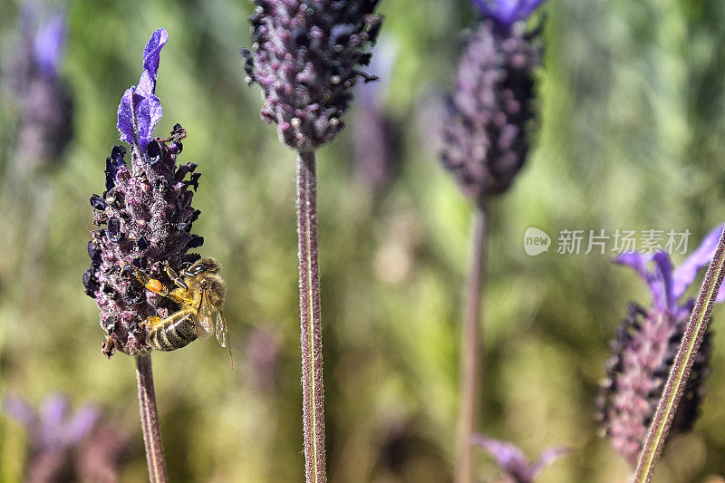 蜜蜂与薰衣草“笨蛋”