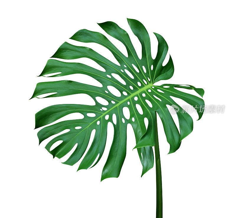 绿色的monstera叶与茎，热带植物常绿藤蔓孤立在白色的背景，修剪路径包括