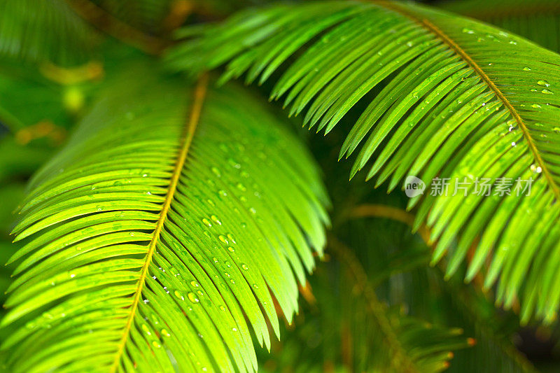 泰国蕨类植物树叶