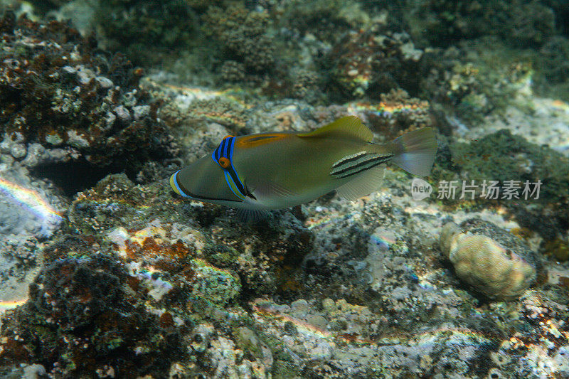 热带鱼，海洋生物，