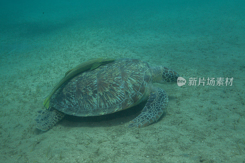 水下拍摄的绿海龟和玳瑁海龟