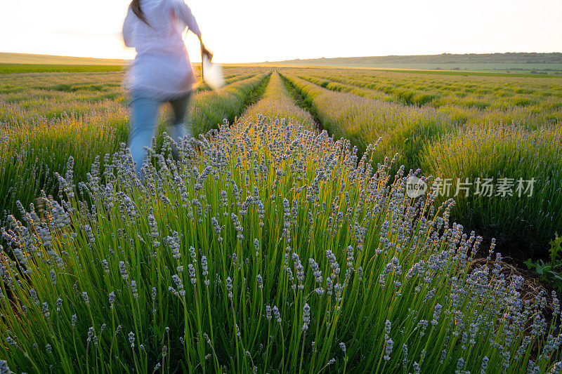 一个农妇跑过盛开的薰衣草种植园。农业职业。保加利亚的薰衣草花田。