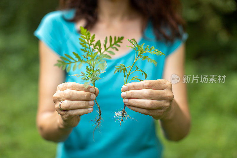 女人手里拿着豚草