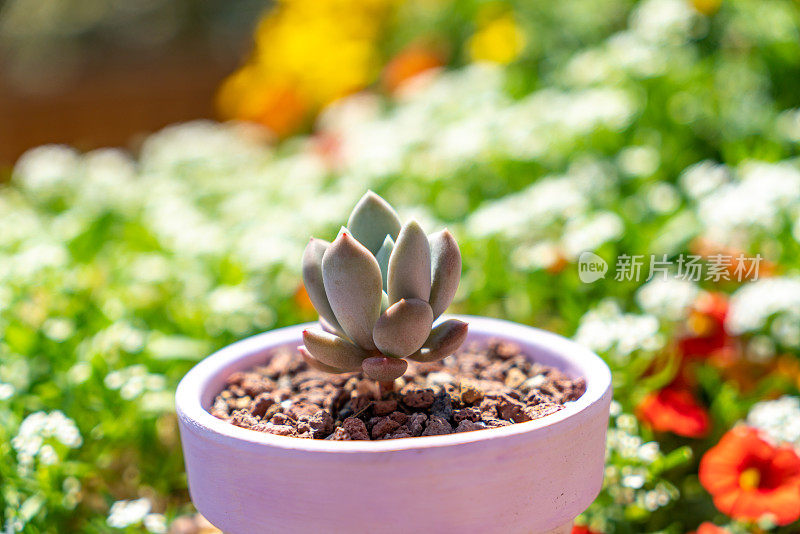 多肉植物